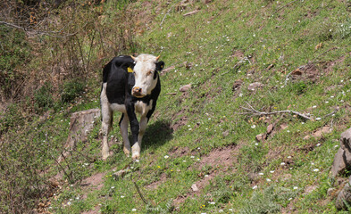 Black and white cow grazing on mountain slope