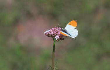 Orange Fancy butterfly (Anthocharis cardamines)