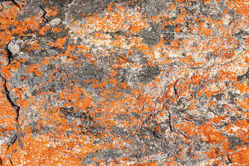 Macro texture of orange and black lichen moss growing on mountain rock