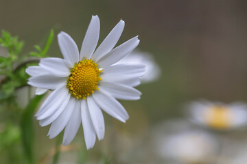 Fototapeta premium spring flower beautiful daisy flower