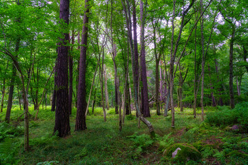 Fern forest and tall trees in summer day.