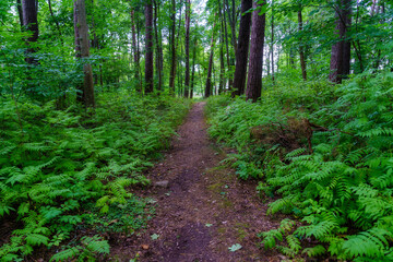 Obraz premium Path in the forest with ferns and tall trees in summer day.