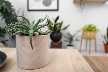 Beautiful houseplant on wooden table indoors. Space for text