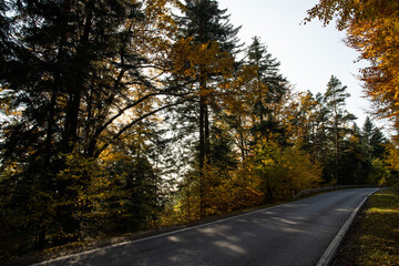 Fototapeta premium Road leading through forest (Autumn PL)