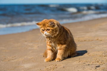 Red Persian cat is sitting on the beach of Baltic sea