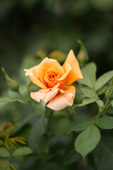 Flowers and nature colors and beautiful landscape