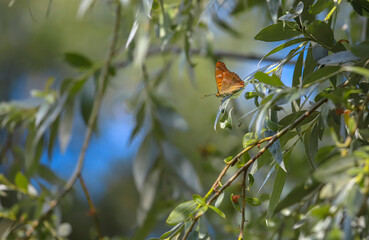 Thracian Emperor butterfly (Apatura metis)