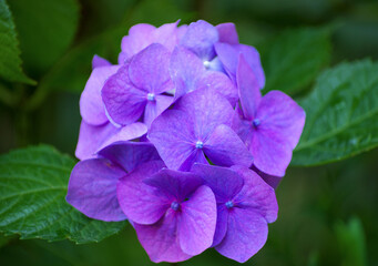 Pink hydrangea flowers close up