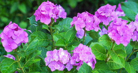 Obraz premium Pink hydrangea flowers close up