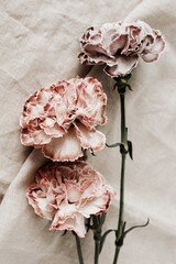 Pink carnation flowers close up on beige linen texture . Flowers  background.Minimal floral card. Poster
