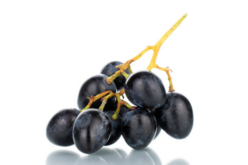 One bunch of sweet black grapes, close-up, isolated on white.