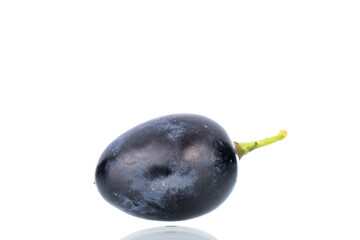 One berry of ripe black grapes, close-up, isolated on white.