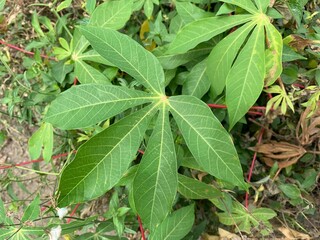 Green cassava leaves with red stems are being planted in community gardens as an alternative food.