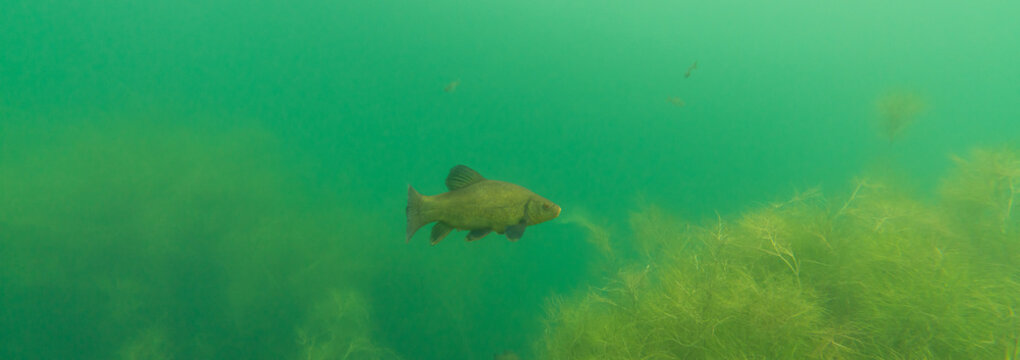 A tench swimming in a beautiful underwater landscape