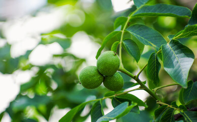 Young walnuts on the tree at sunset.