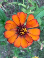 A flower that has orange petals and yellow pistils.