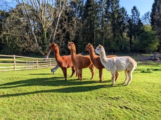 Alpacas on a farm in Rutland, UK.