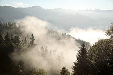 Picturesque view of foggy forest. Beautiful mountain landscape