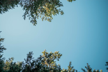 Clearing in the middle of a forest