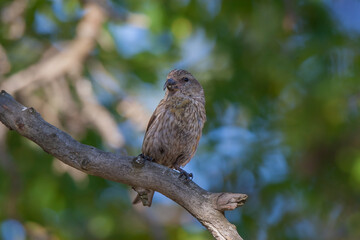 Bir ağaç dalına tünemiş Red Crossbill (Loxia curvirostra)