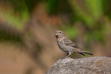 Red Crossbill (Loxia curvirostra) perched on the edge of a rock