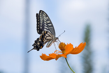 Butterfly on blossom 