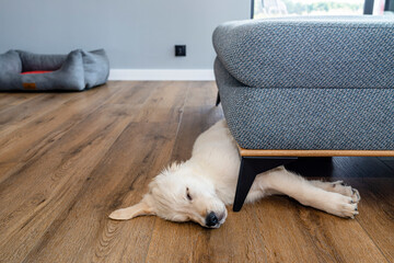 Golden retriever puppy sleeping on modern vinyl panels in home living room under couch.