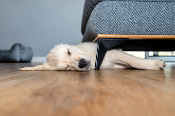 Golden retriever puppy sleeping on modern vinyl panels in home living room under couch.