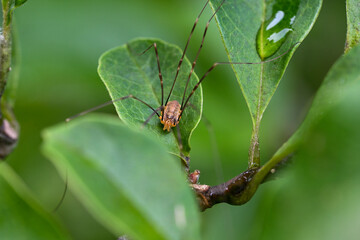 spider on a leaf