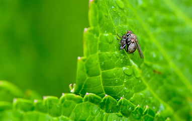 fly on leaf