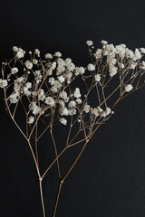 Dry gypsophila flowers branches close up on black  background. White Flowers background.Floral...