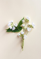 Beautiful white jasmine flowers, postcard. View from above. Copy space for the wedding, birthday,...