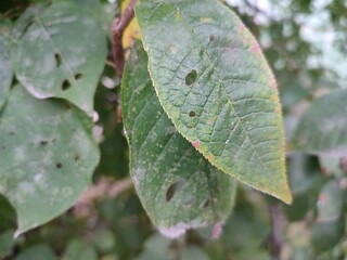 Withering autumn leaves eaten by a caterpillar close-up in macro