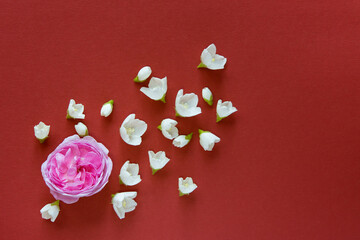 Beautiful pink rose and white jasmine flowers on a red background. Flat lay with copy space for the wedding, birthday, party or other celebration.