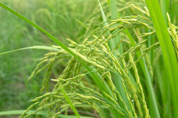 Rice in the field waiting for harvest Thailand