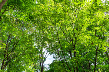 Lush foliage background