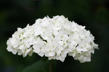  Blooming white hydrangea plants in full bloom © photolink
