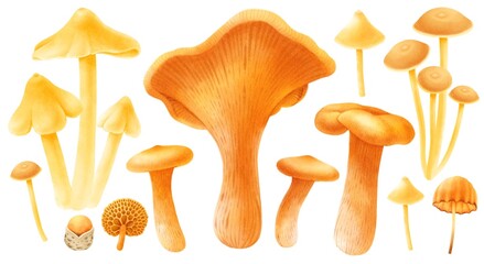 Orange and yellow coloured Mushroom  elements illustration watercolor style collection