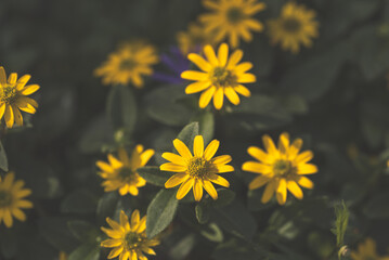 Husarenknöpfe / Blume