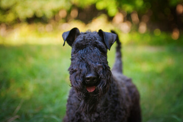 Portrait of a kerry blue terrier walking outdoors in the evening.