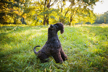 Kerry blue terrier walking outdoors in the evening. Sitting in the grass in a summer park.