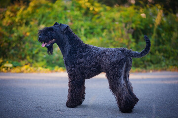 Kerry Blue Terrier standing on the asphalt sidewalk in autumn nature.