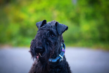 Portrait of a kerry blue terrier walking outdoors in the evening.