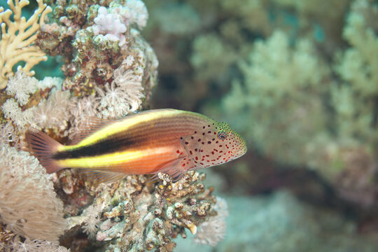 Fish of the Red sea. Juvenile hawkfish