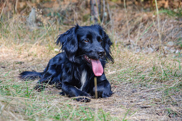 A beautiful young black cocker spaniel lies on dry grass in a coniferous forest with his tongue out