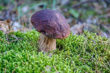Young edible boletus mushroom with a brown cap grows in the moss