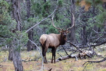 Rocky Mountain Elk (Cervus elaphus nelsoni, Rocky Mountain national park. Male with large antlers...
