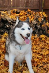 Siberian Husky in Autumn leaves.
