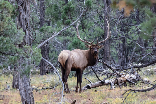 Rocky Mountain Elk (Cervus elaphus nelsoni, Rocky Mountain national park. Male with large antlers standing in forest, looking backwards towards camera. 
