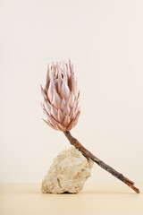 modern still life with dry protea flower and stone on beige background, vertical